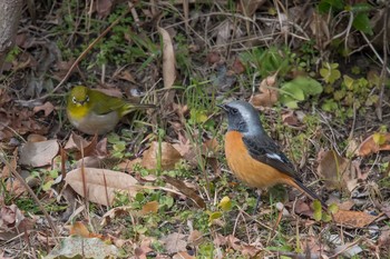 Daurian Redstart Akashi Park Wed, 1/31/2018