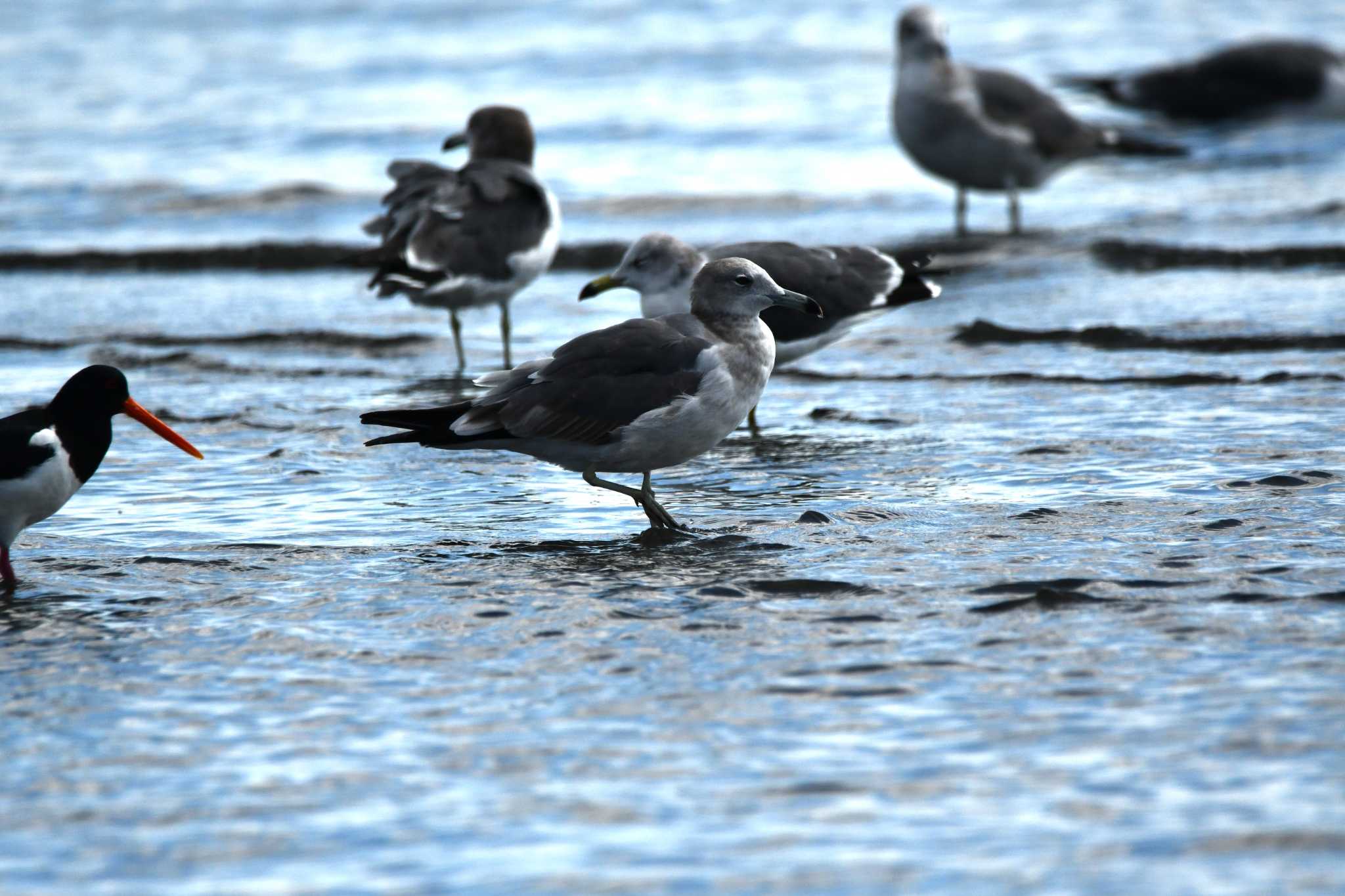 ふなばし三番瀬海浜公園 ウミネコの写真 by のぶ