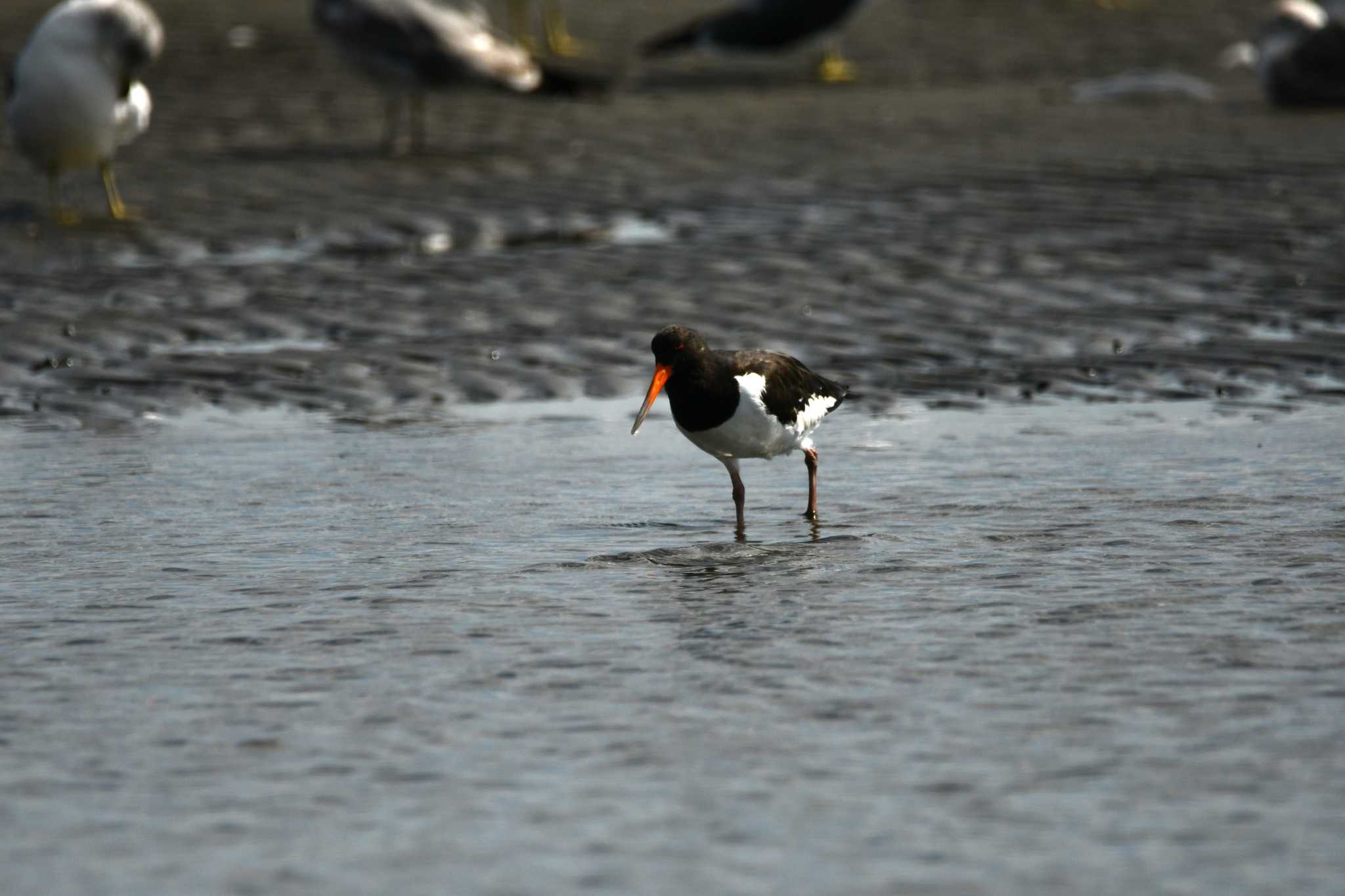 Eurasian Oystercatcher