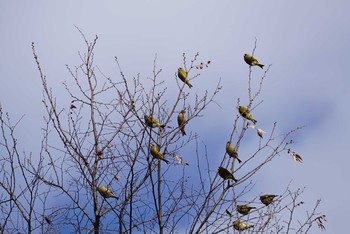 2018年2月4日(日) 大泉緑地の野鳥観察記録