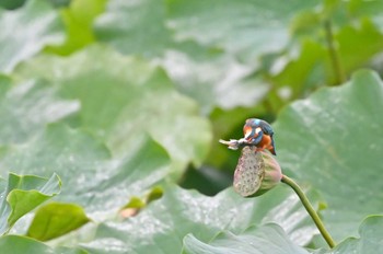 Common Kingfisher 富士吉田市 Sun, 9/25/2022