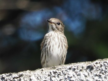 Grey-streaked Flycatcher 権現山(弘法山公園) Sat, 10/1/2022