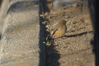 Daurian Redstart Oizumi Ryokuchi Park Sun, 2/4/2018