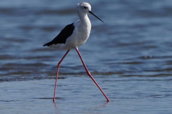 2022年10月1日(土) 六郷土手の野鳥観察記録