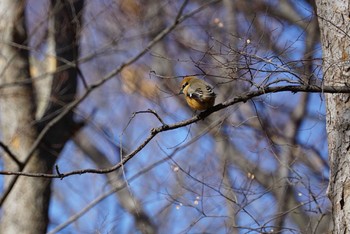 Bull-headed Shrike Oizumi Ryokuchi Park Sun, 2/4/2018