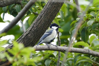 Japanese Tit 東京都 Sun, 9/25/2022