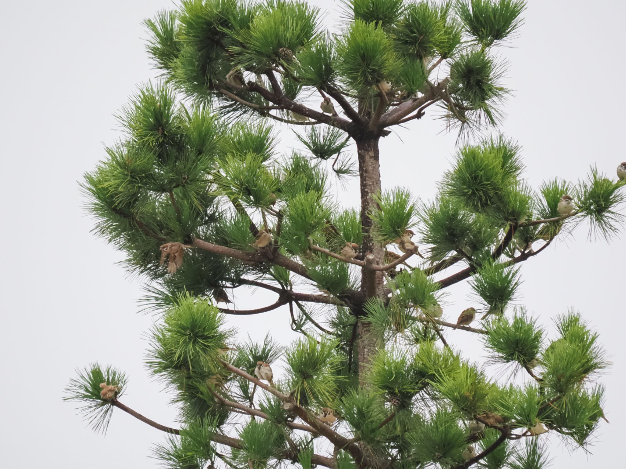 突然の雨で松の若木がスズメの成る木に by クロやん