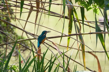 2022年10月1日(土) 千里南公園の野鳥観察記録