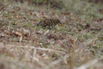 2018年2月2日(金) 神戸市立森林植物園の野鳥観察記録