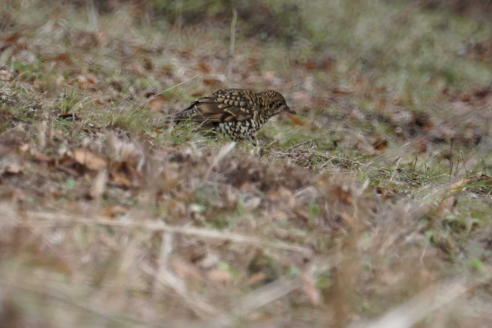 White's Thrush