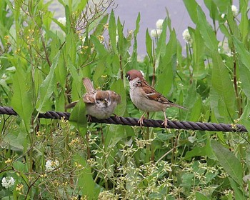 Eurasian Tree Sparrow 大仙公園 Mon, 5/2/2022