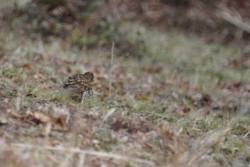 White's Thrush Kobe Forest Botanic Garden Fri, 2/2/2018