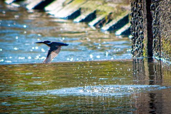 カワセミ 静岡県 2022年10月1日(土)