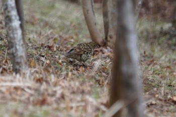 White's Thrush Kobe Forest Botanic Garden Fri, 2/2/2018