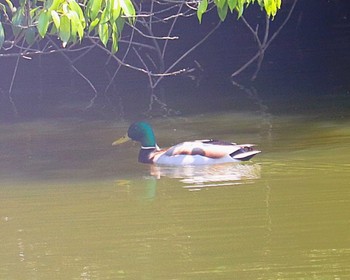 2022年5月4日(水) 大仙陵古墳の野鳥観察記録