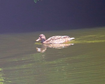 Mallard 大仙陵古墳 Wed, 5/4/2022