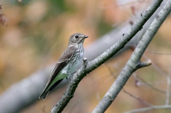 Grey-streaked Flycatcher 杭瀬川スポーツ公園 Tue, 9/27/2022