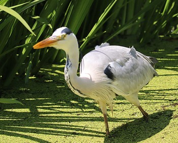 Grey Heron 大仙公園 Thu, 5/5/2022