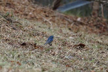 ルリビタキ 神戸市立森林植物園 2018年2月2日(金)