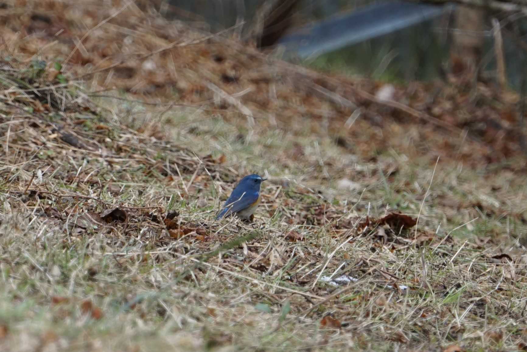 Photo of Red-flanked Bluetail at Kobe Forest Botanic Garden by マル