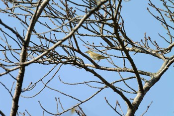 2022年10月1日(土) 大羽根緑地の野鳥観察記録