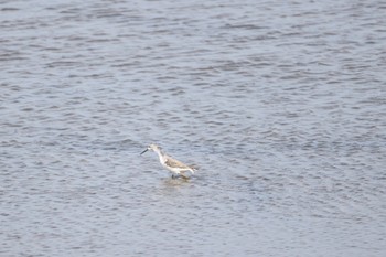 Common Greenshank いしかり調整池(石狩調整池) Wed, 9/28/2022