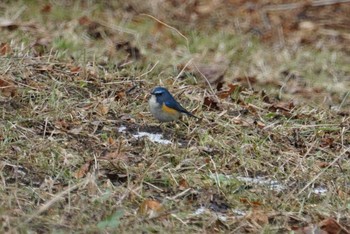 Red-flanked Bluetail Kobe Forest Botanic Garden Fri, 2/2/2018