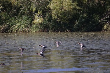 Eurasian Wigeon 札幌モエレ沼公園 Thu, 9/29/2022