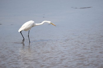 Great Egret いしかり調整池(石狩調整池) Wed, 9/28/2022