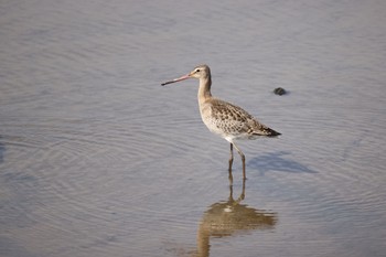 2022年9月28日(水) いしかり調整池(石狩調整池)の野鳥観察記録