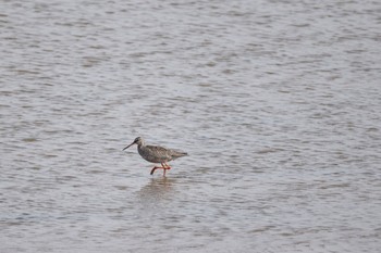 Spotted Redshank いしかり調整池(石狩調整池) Wed, 9/28/2022