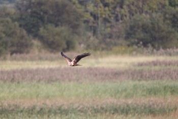 Eastern Marsh Harrier 舞鶴遊水地 Tue, 9/27/2022