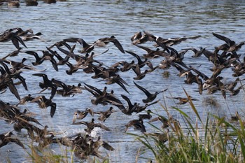 Tue, 9/27/2022 Birding report at 長都沼(千歳市)