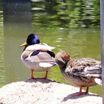 Mallard 大仙陵古墳 Sat, 5/7/2022