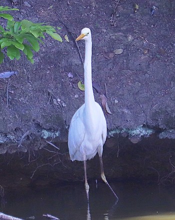 Great Egret 永山古墳 Sat, 5/7/2022