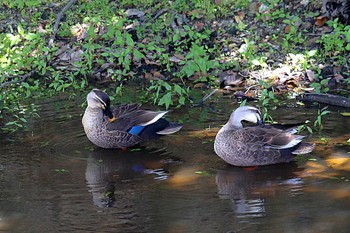 Eastern Spot-billed Duck 丸保山古墳 Sat, 5/7/2022