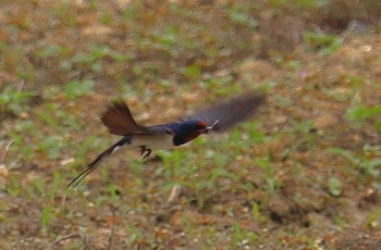 Barn Swallow 御廟山古墳周辺 Tue, 5/17/2022