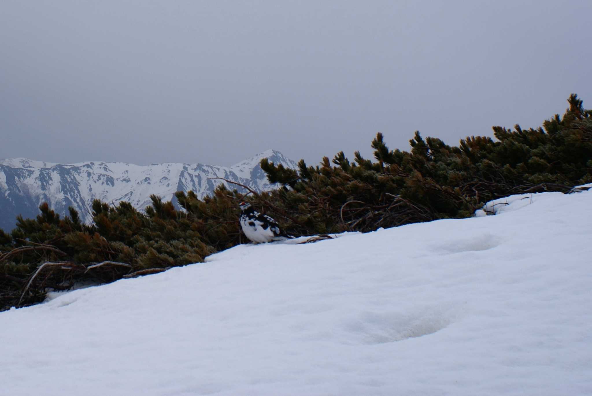 Photo of Rock Ptarmigan at 南アルプス by bea