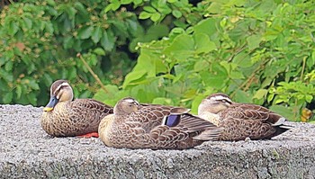 Eastern Spot-billed Duck いたすけ古墳 Tue, 5/17/2022
