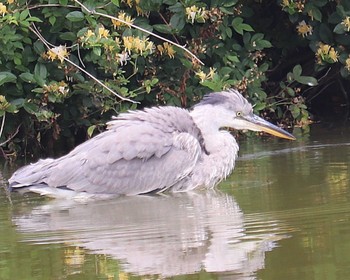 Grey Heron いたすけ古墳 Tue, 5/17/2022