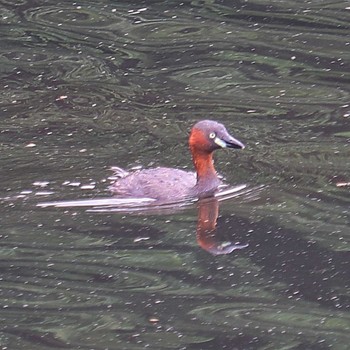 Little Grebe 御廟山古墳 Tue, 5/17/2022