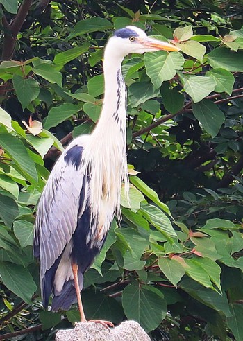 Grey Heron いたすけ古墳 Tue, 5/17/2022