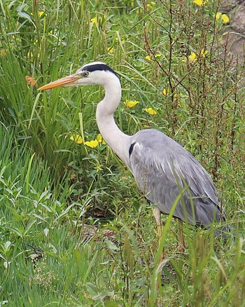 Grey Heron 御廟山古墳 Tue, 5/17/2022