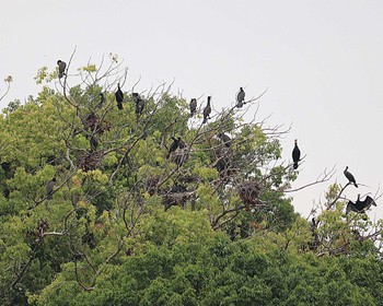 Great Cormorant 上石津ミサンザイ古墳(お堀) Tue, 5/17/2022