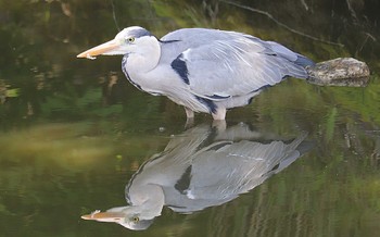 Grey Heron 永山古墳 Wed, 5/18/2022