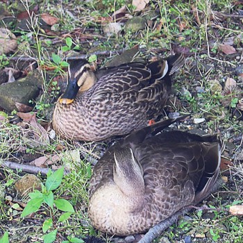 2022年5月18日(水) 丸保山古墳の野鳥観察記録