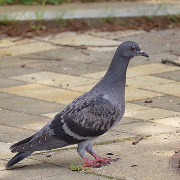 カワラバト 大仙公園 2022年5月19日(木)