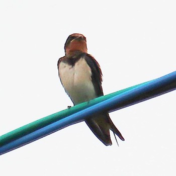 Eurasian Tree Sparrow 大仙陵古墳 Fri, 5/20/2022