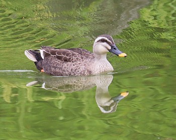 Eastern Spot-billed Duck 大仙公園 Fri, 5/20/2022