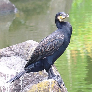 Great Cormorant 大仙公園 Fri, 5/20/2022